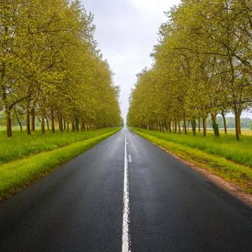 Straight empty wet road between trees. loire valley. france. Stock Photos