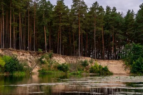 Straight, even pine trunks grow densely right up to the edge of the steep r.. Stock Photos