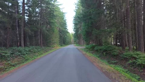 Straight Evergreen-Lined Road Flythrough in Washington Stock Footage 345888090
