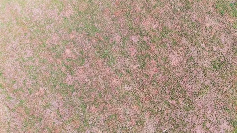 Straight flight over dried grassland texture Stock Footage 341387506