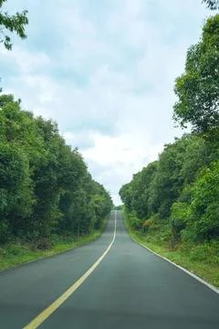 Straight Forest Road Leading into the Green Canopy of Jeju Island Stock Photos