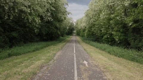 Straight Forward in the Forest Path Stock Footage 100125494