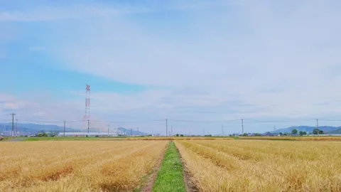A straight green path cutting through a vast golden wheat field Vídeos de archivo 335279710