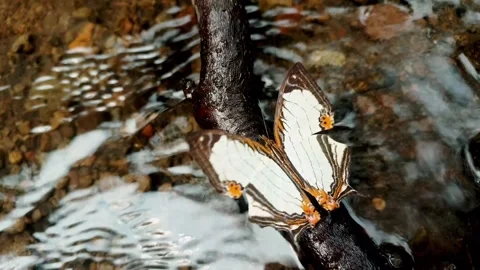 The Straight line mapwing butterfly is playing in a small clear river Stock-Footage 335855479