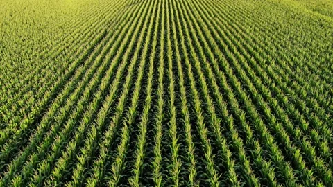 Straight lines of cornfield, drone-view, camera tilt down and fly slow over Stock Footage 148142602