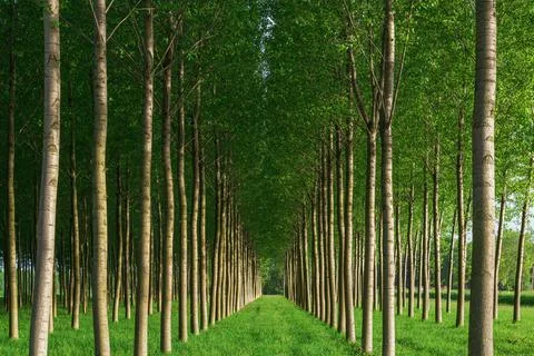 Straight lines of young trees. Stock Photos