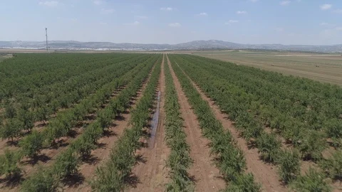 Straight  Orchard Lines Stock Footage 100615643