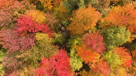 Straight overhead shot of broadleaf forest in fall with multi-color trees Stock Footage 119216174