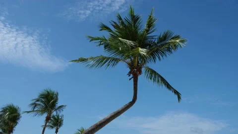 Straight Palm Trees Moving Wind Stock Footage 144589339