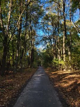 Straight path in the autumn forest Stock Photos
