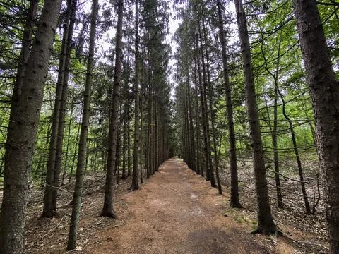 Straight path lined with trees in the fall Stock Photos