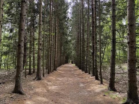 Straight path lined with trees in the fall Stock Photos