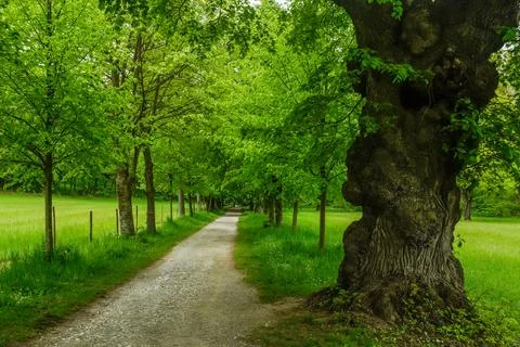 Straight path through a avenue with old and younger trees in green nature Stock Photos
