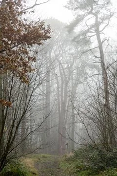 Straight path through mist to forest with ghostly trees in distance feeling l Stock Photos