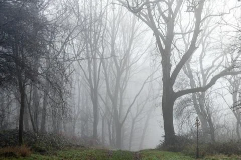 Straight path through mist to forest with ghostly trees in distance feeling l Stock-Fotos