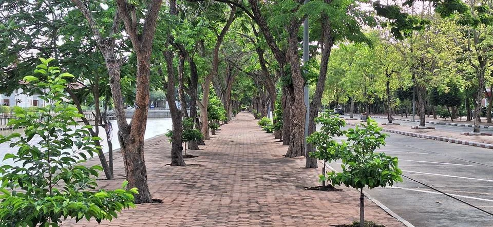 A straight path in a tree-lined Stock Photos