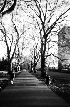 Straight pathway surrounded by bare trees -  analogue black and white film photo Stock Photos