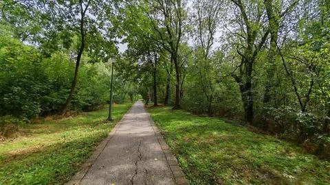 Straight paved pathway in forest Foto stock