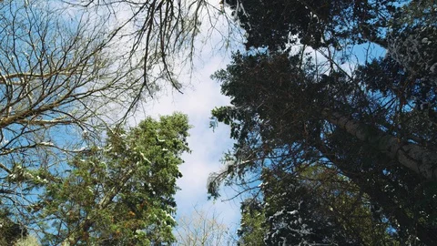 Straight up perspective looking around while walking through forest in winter Video stock 129425313