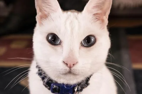 Straight Stock Photos