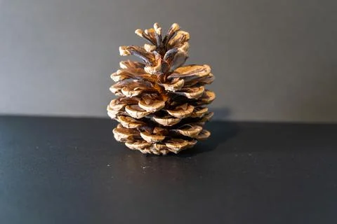 Straight pine cone Stock Photos