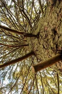Straight pine tree branches from below Stock Photos