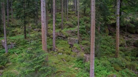 Straight pine tree stems Stock Photos