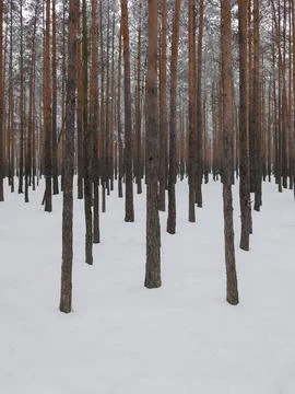 Straight pine trunks in deep snow forming a minimalist winter forest pattern Stock Photos