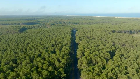 A straight road between Pine trees leading to the ocean filmed with a Stock Footage 274259831