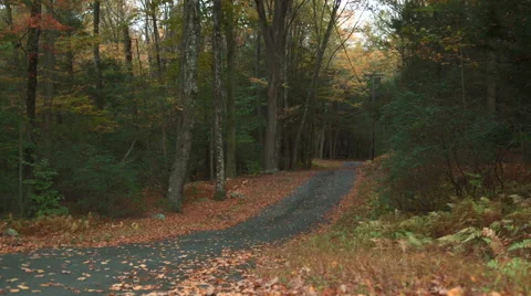Straight road covered in fall foliage Stock Footage 44108554
