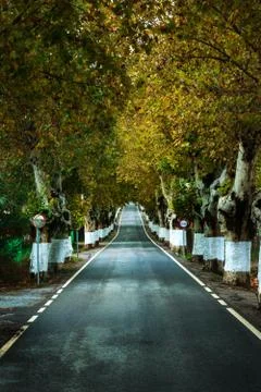 Straight road with a row of trees on both sides Stock Photos