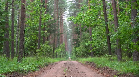 Straight road through the forest Stock Footage 64771804