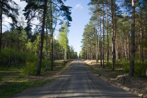 Straight Road Through a Forest Stock Photos