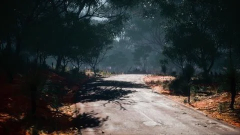 Straight route marking going along tall forest Illustrazione stock