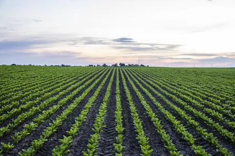 Straight Rows of beetroot sprouts beginning to grow on a farmers field Stock Photos