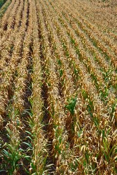 Straight rows of growing corn Stock Photos
