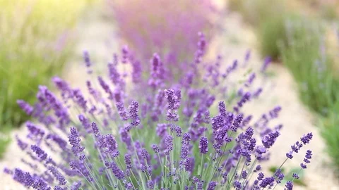 Straight rows of lavender plants. Field located in Provence region Stock Footage 121371176