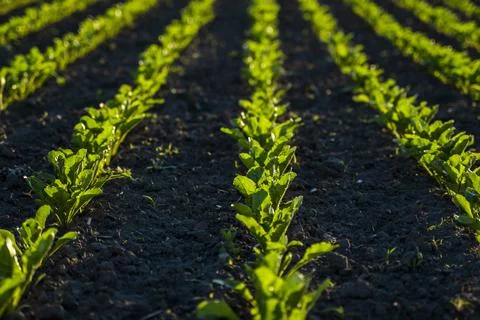 Straight rows of sugar beets growing in a soil in perspective on an agricultural Stock Photos