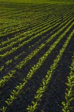 Straight rows of sugar beets growing in a soil in perspective on an agricultural Stock Photos