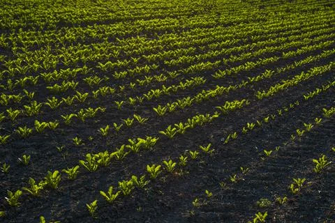 Straight rows of sugar beets growing in a soil in perspective on an agricultural Stock Photos