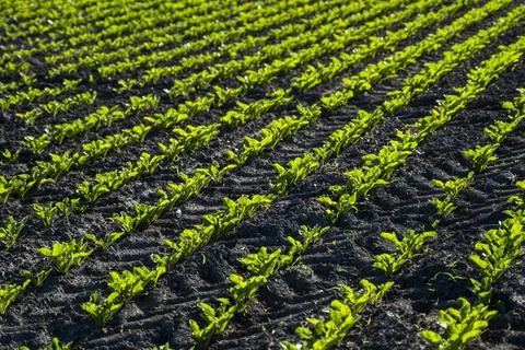 Straight rows of sugar beets growing in a soil in perspective on an agricultural Stock Photos