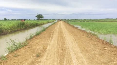 Straight Rural Dirt Road Between Canal And Rice Field In Cambodia Stock Footage 342264087