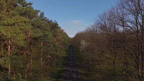 A straight rural road cuts through a forest lined with tall trees on both sides. Video stock 333378322