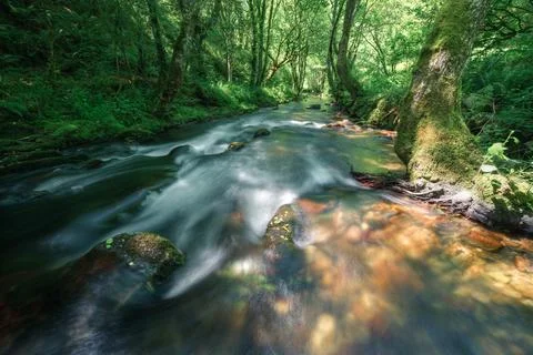 Straight stretch between forests and transparent waters in a mountain river Stock Photos