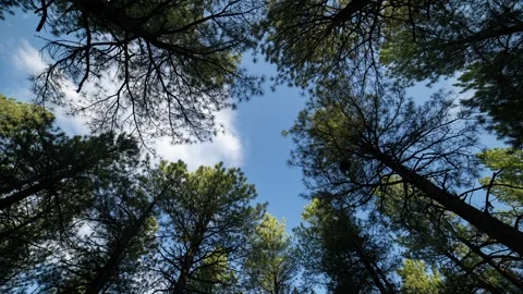 Straight up time lase of clouds forming above a pine forest Видео 340227584