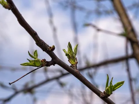 Straight Tree branch with First Leaves Stock Photos