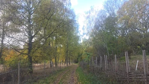 Straight Tree Lined Pathway Covered In Fallen Autumn Leaves Stock Footage 348170633