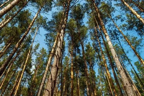 Straight tree trunks forest fresh air blue sky view from below Stock Photos