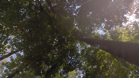 Straight Up Treetops Stock Footage 249280249
