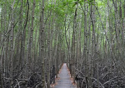 The straight trunk of the mangrove tree with a path made of wood in the forest Stock Photos